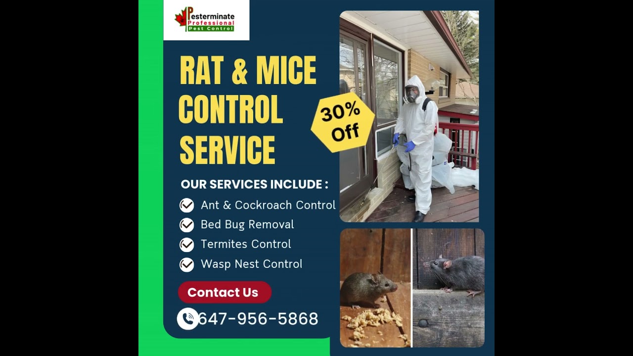 Rat & Mice Control Service in Danforth, Toronto