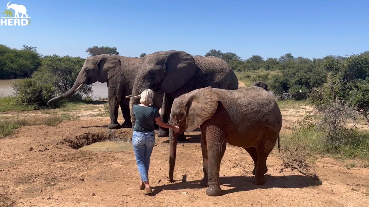 Albino Baby Elephant Khanyisa Comes Running to Her Human Mother 💕
