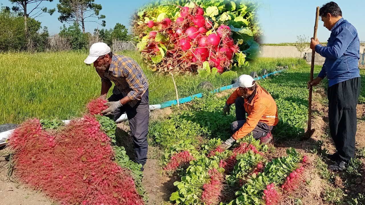 Omid & Mehr Ali's 5000 Radish Harvest!