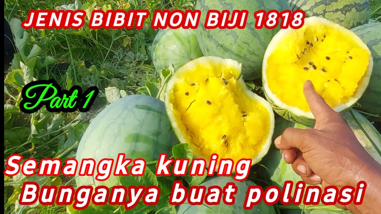 HASIL BIBIT SEMANGKA 1818. Part 1