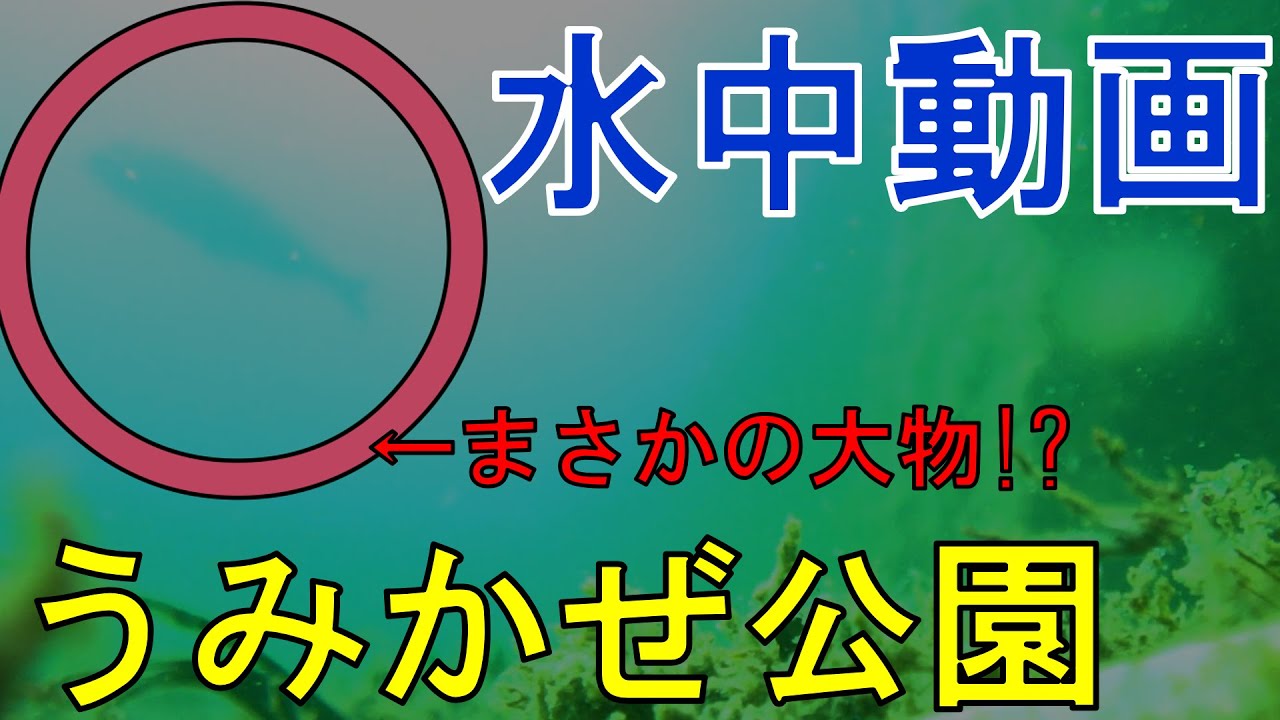 ポテンシャル高め⁉　水中動画inうみかぜ公園(神奈川県横須賀市)