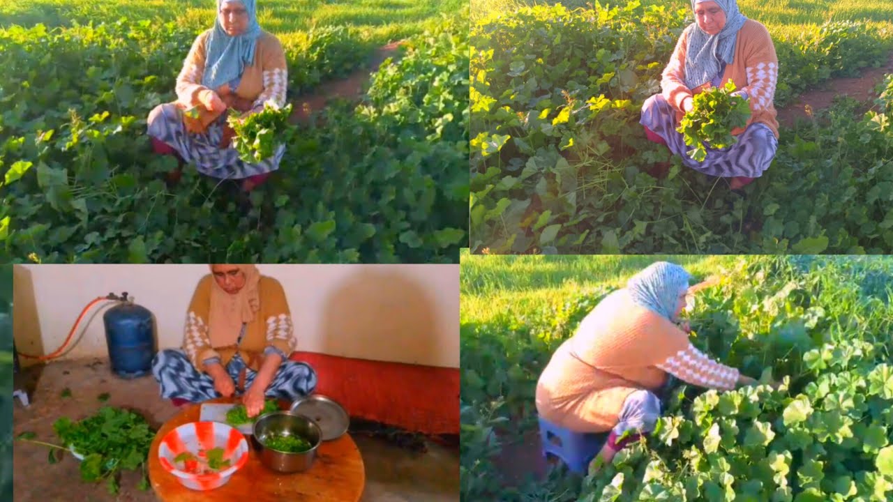 فديو مختلف على فديوات جولة في الطبيعة👌⛰️0682395532وتسب 