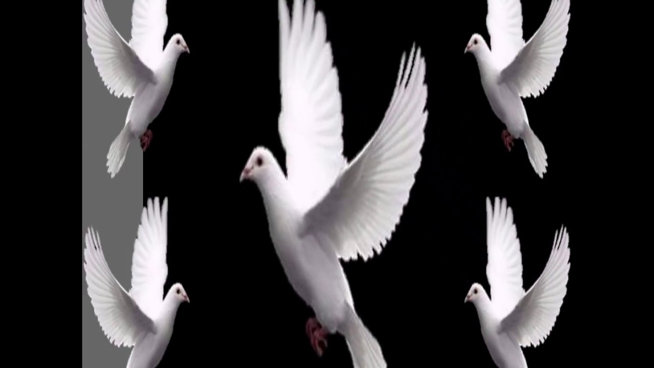 Pésame video, Te envío mi más sentido pésame.