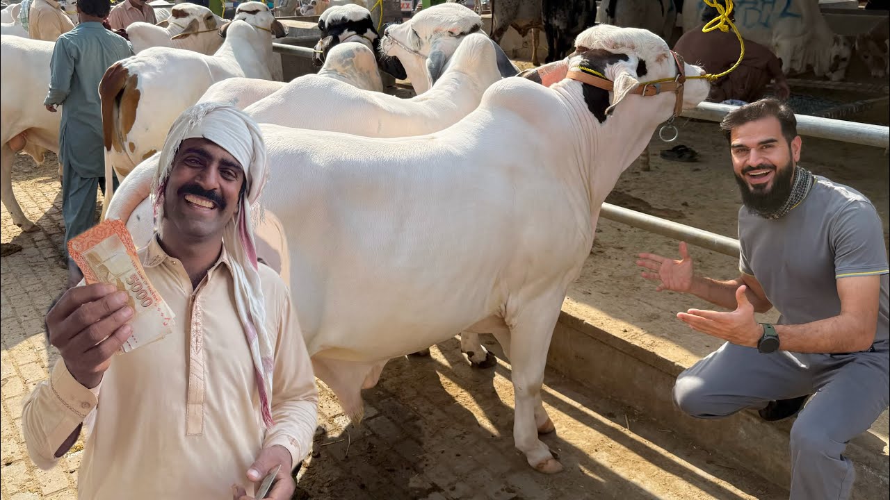 Multan cow mandi se itney saarey janwar khareed lye 😍