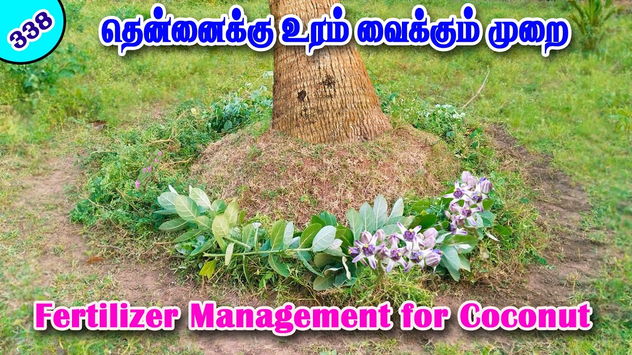 தென்னைக்கு உரம் வைக்கும் முறை!!!  Fertilizer Management for Coconut!!!