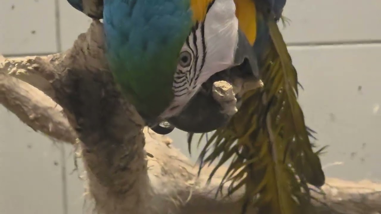 ۱۵ ژانویهٔ ۲۰۲۶