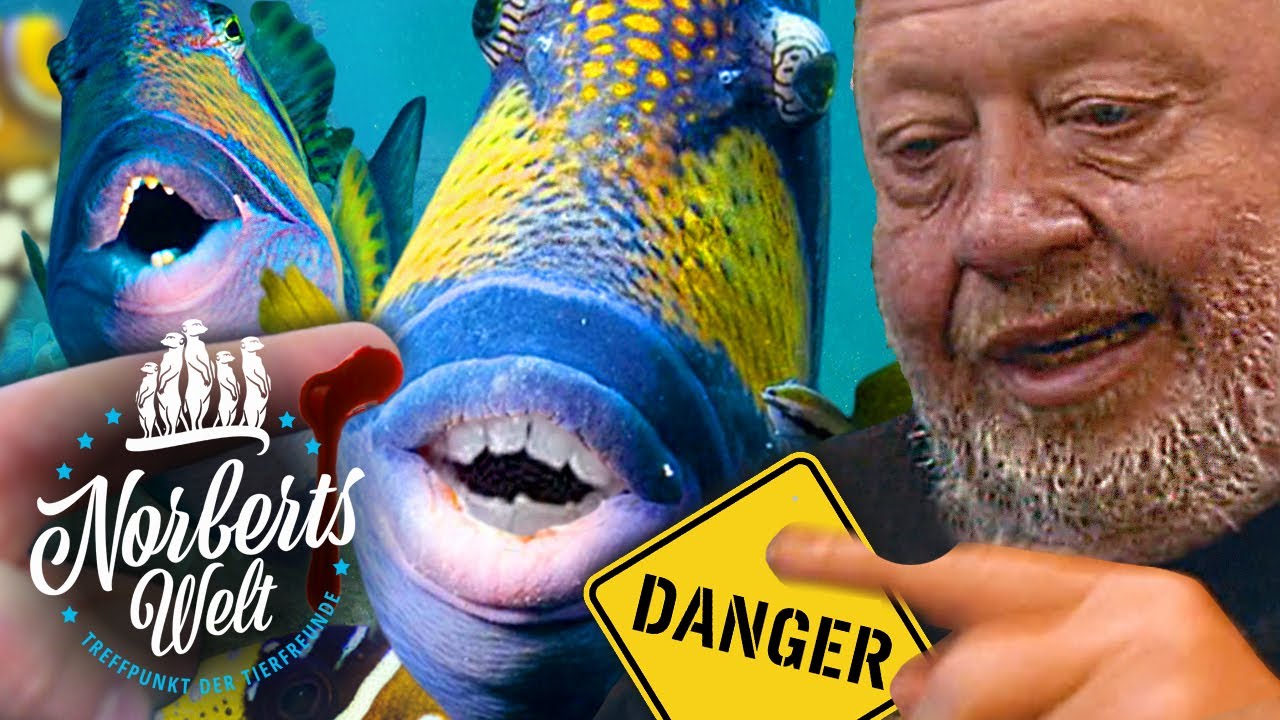 HEFTIGER als Piranhas | DRÜCKERFISCH hat menschliche Zähne | NORBERTS WELT | Zoo Zajac