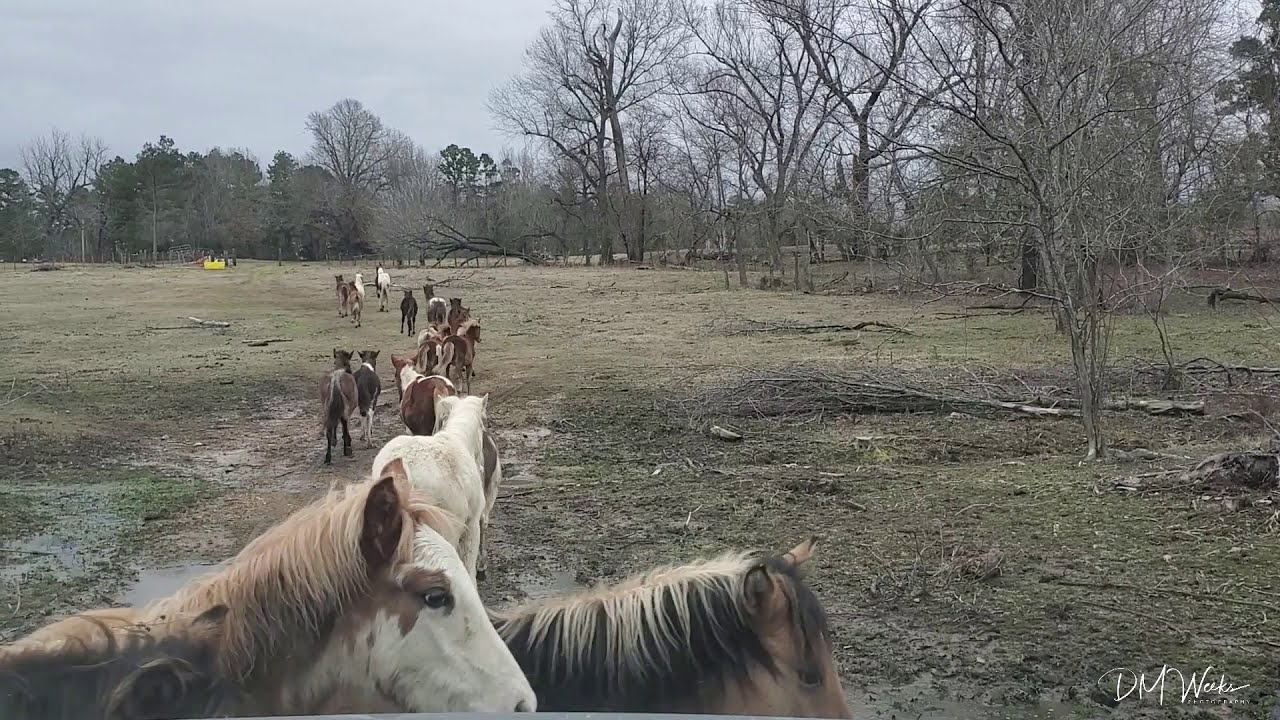 Rickman Spanish Mustangs Foals in Motion