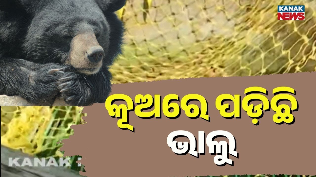Bear Trapped in Well for Hours in Malkangiri | Rescue Operation Underway