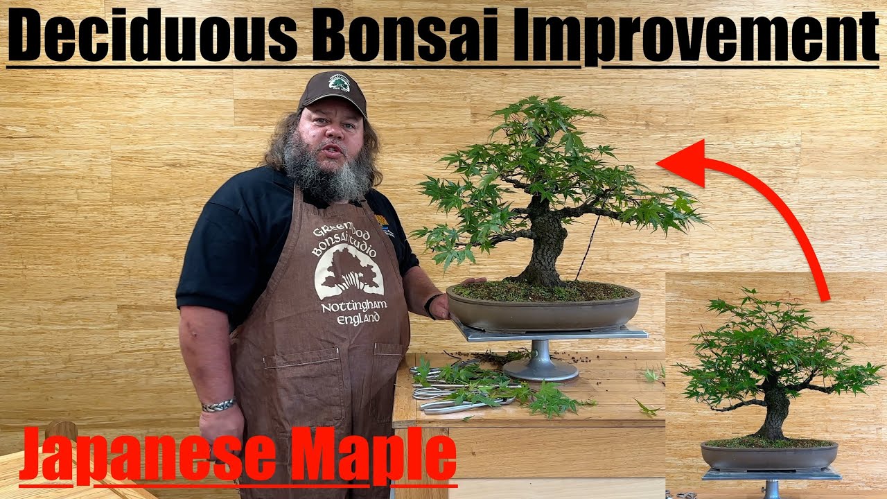 Deciduous Bonsai Improvement - Arakawa Maple - Greenwood Bonsai