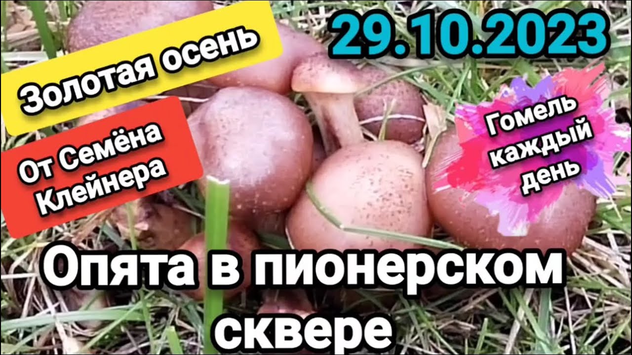 Золотая осень Гомель парк #зима #гомель #новогоднеевидео #осень #беларусь