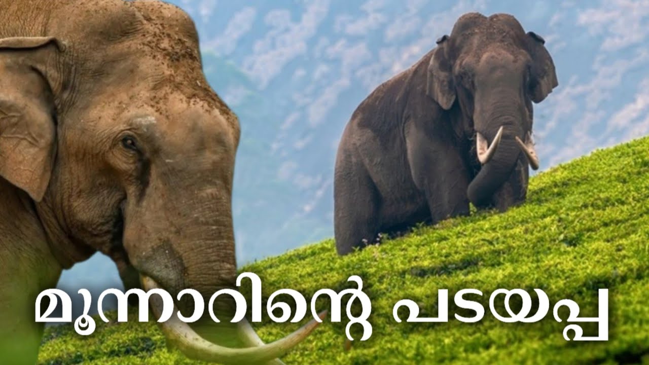 Padayappa | അക്രമകാരിയല്ല മൂന്നാറിന്റെ സ്റ്റാര്‍  'പടയപ്പ' | Munnar | Padayappa Elephant History 