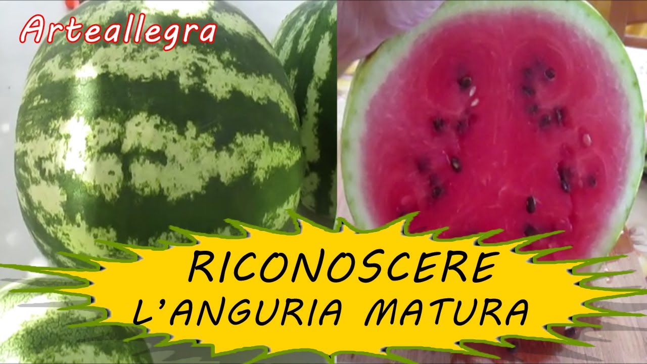 COME RICONOSCERE UN'ANGURIA MATURA