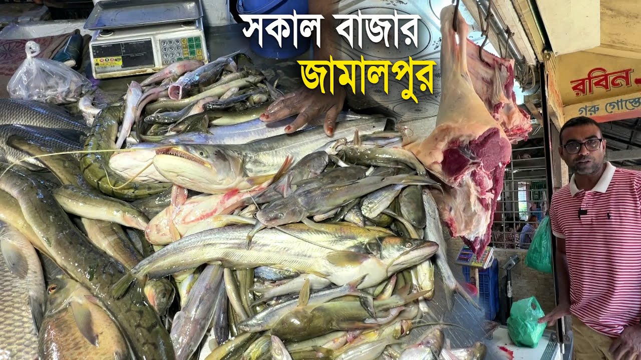 জামালপুর জেলার সকাল বাজারে পাওয়া যায় যমুনা নদীর টাটকা মাছ | Jamuna River Fish in Jamalpur Bazar