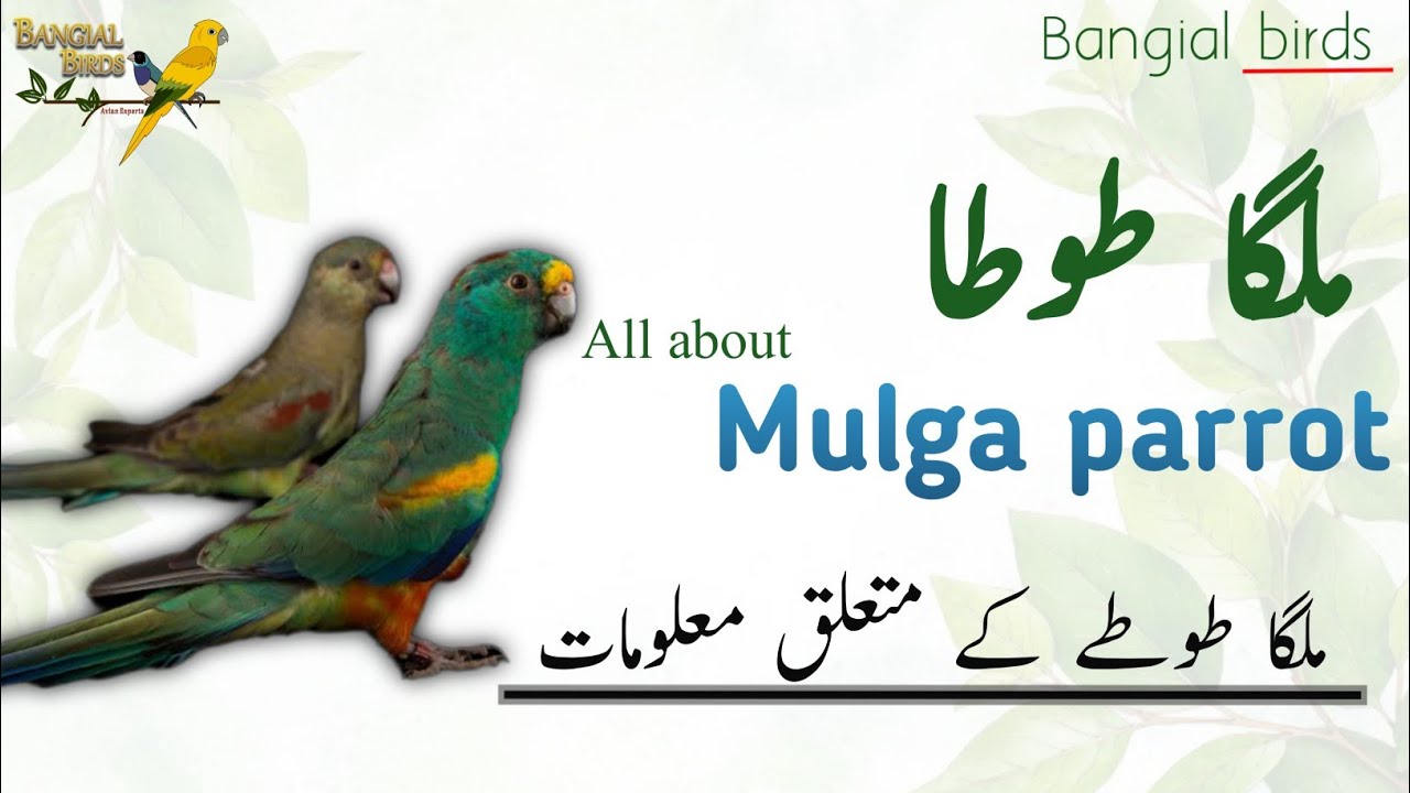 Mulga parrot's information in Urdu | Hindi | many-colored parrot | Exotic birds | ملگا طوطا