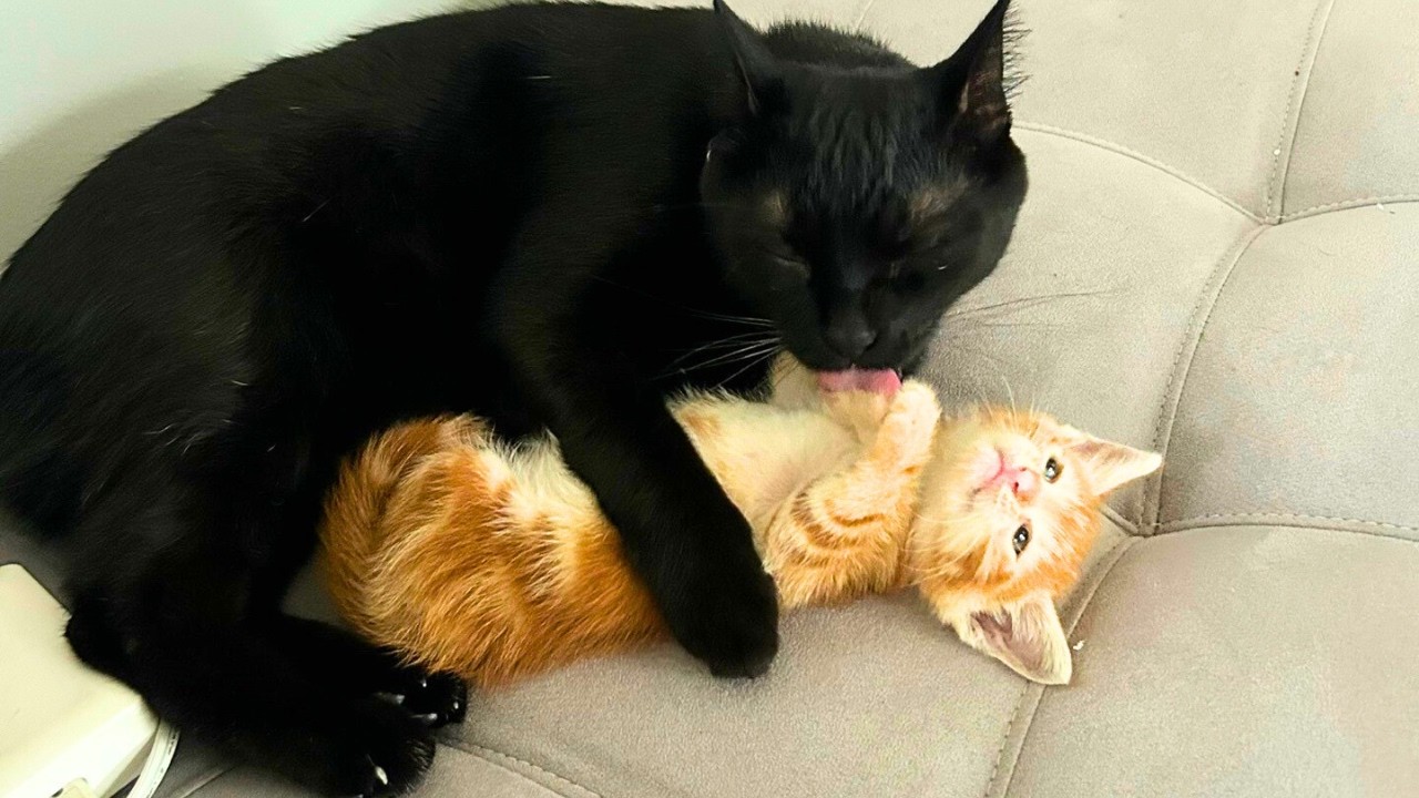 Einsamer Kater trifft Pflegekätzchen – seine Reaktion rührt alle zu Tränen