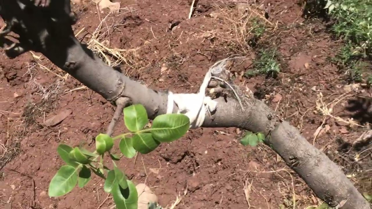 Fıstık aşısında, aşı uyuşmazlığı ve çözümü…