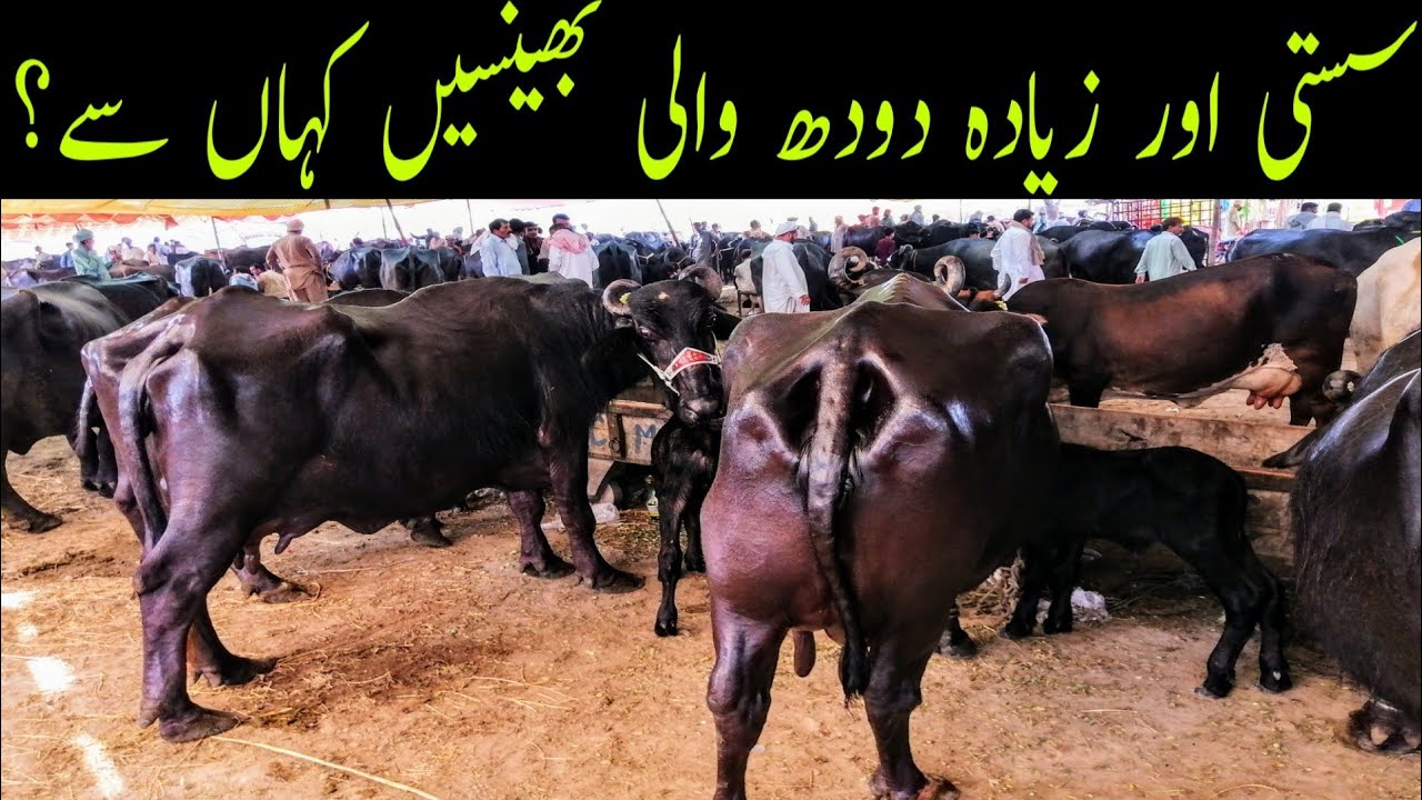 Buffalo For Sale In Salam Mandi Sargodha || Pure Nili Ravi || Global Village farming