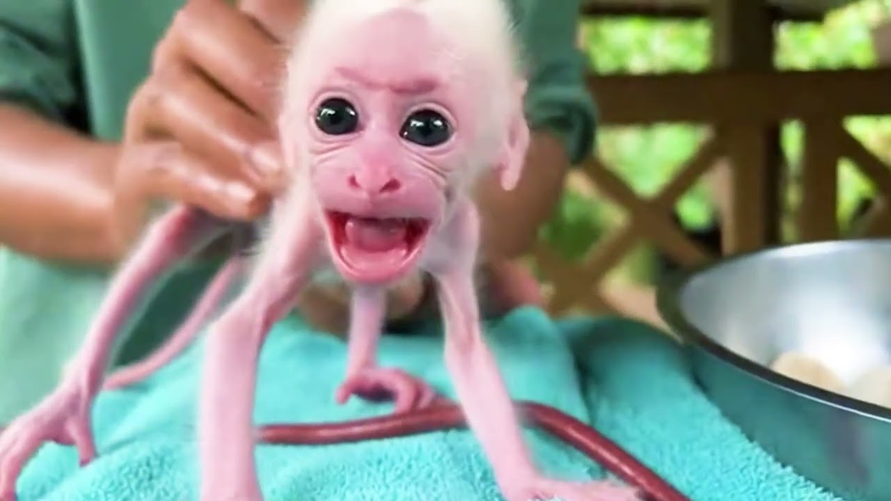 Tiny Adorable baby monkey Getting Save And Take Care With Milk