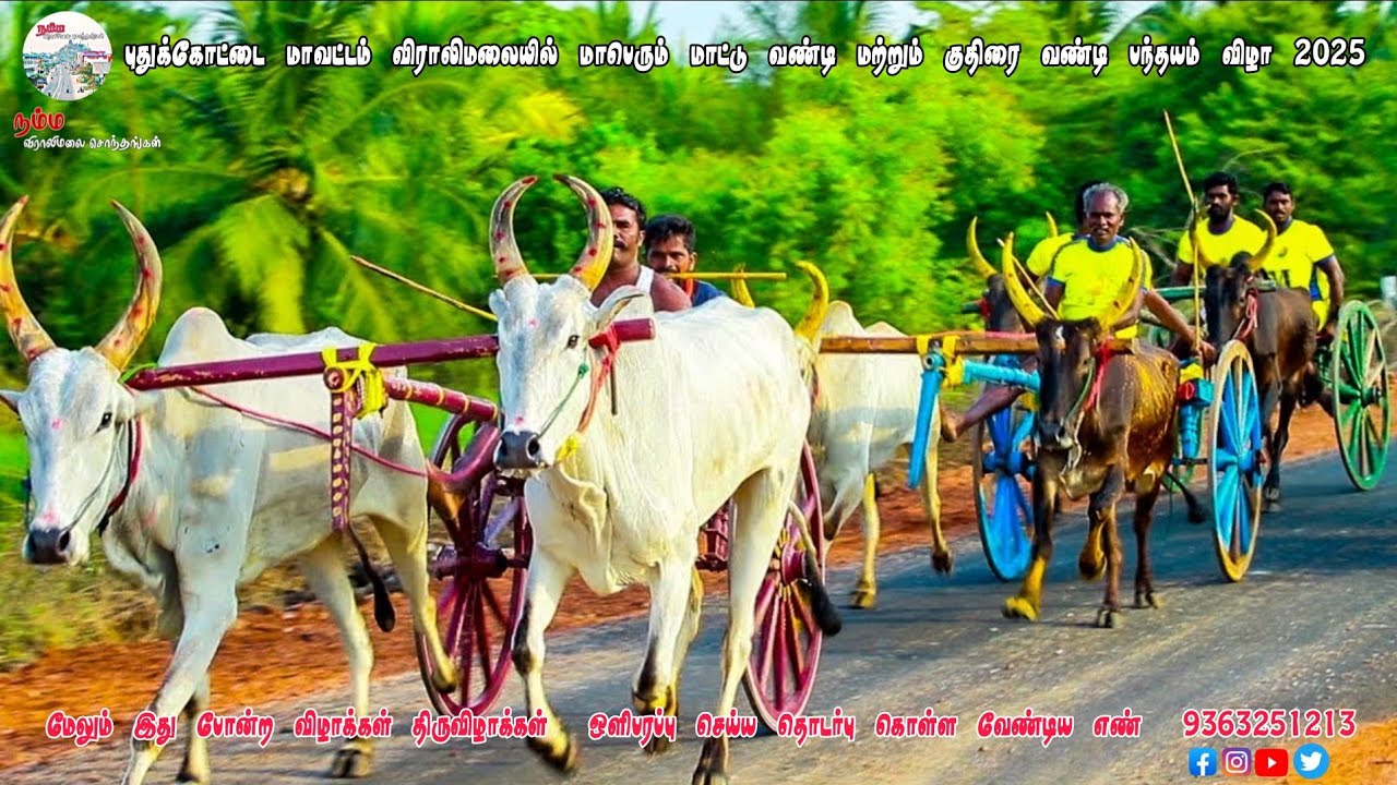 உதயநிதி ஸ்டாலின் பிறந்த நாளை முன்னிட்டு மாபெரும் மாட்டு வண்டி மற்றும் குதிரை வண்டி பந்தயம் விராலிமலை