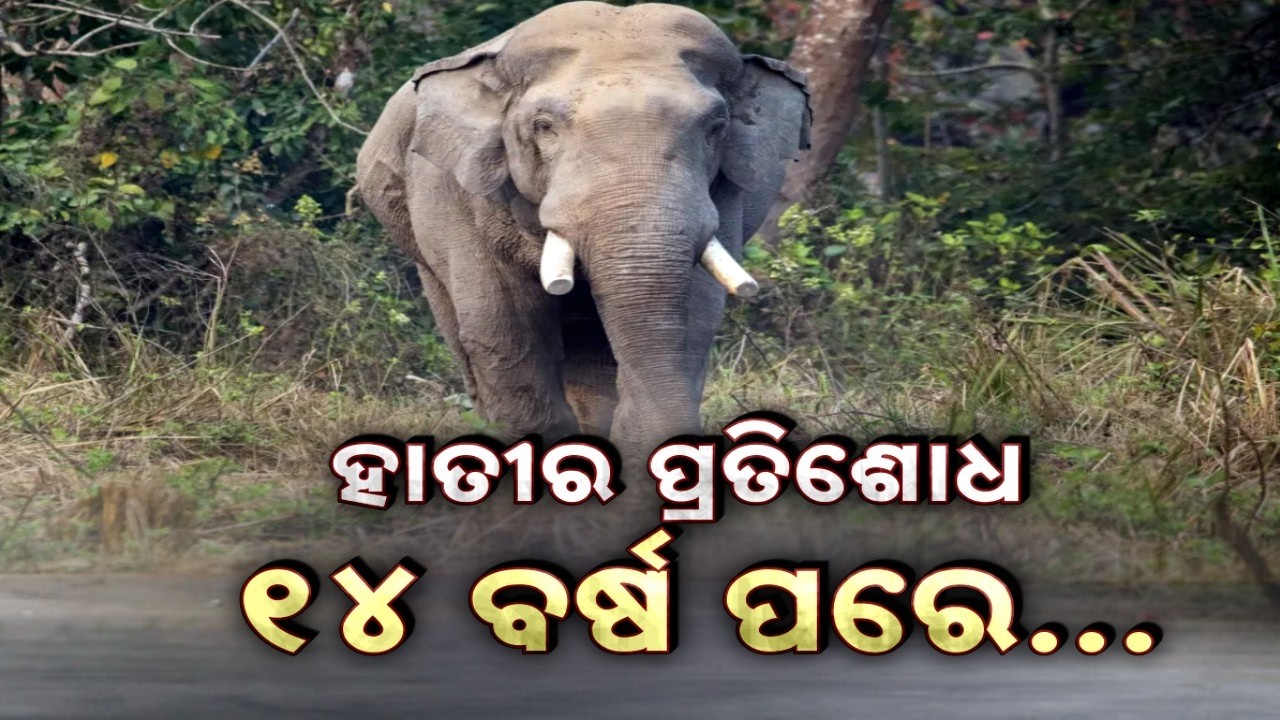🔴Live | ହାତୀର ପ୍ରତିଶୋଧ ୧୪ ବର୍ଷ ପରେ | Elephant Revenge | Human Wild life Conflict | Argus News