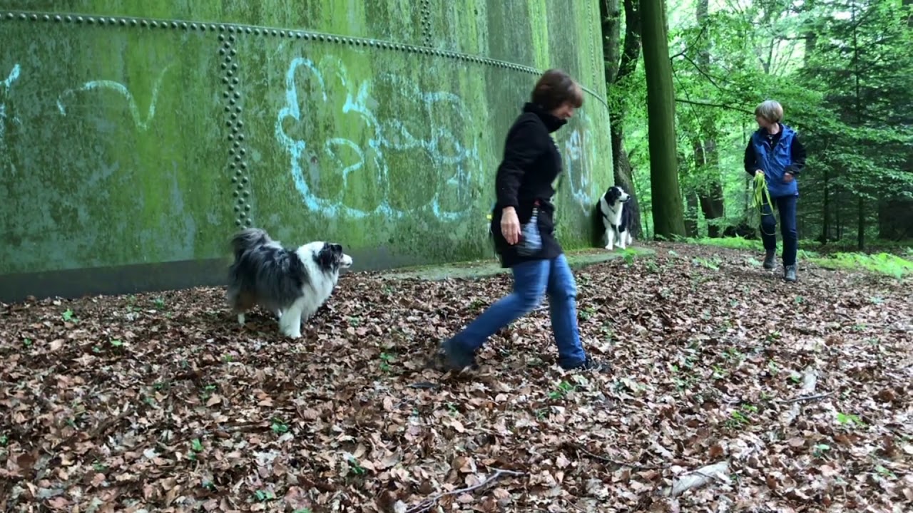 Longieren mit Hunden – Sicherheit und Vertrauen mit Doglove
