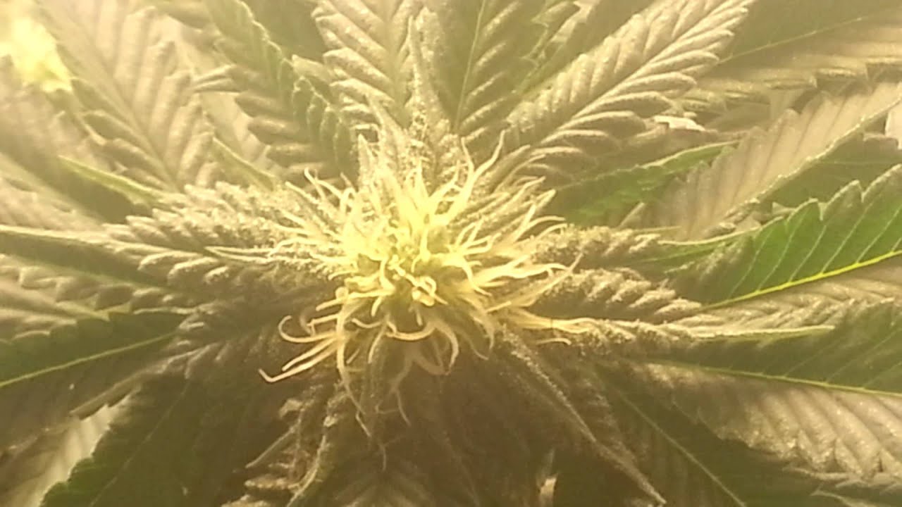 CFL Micro Grow | flower stage |