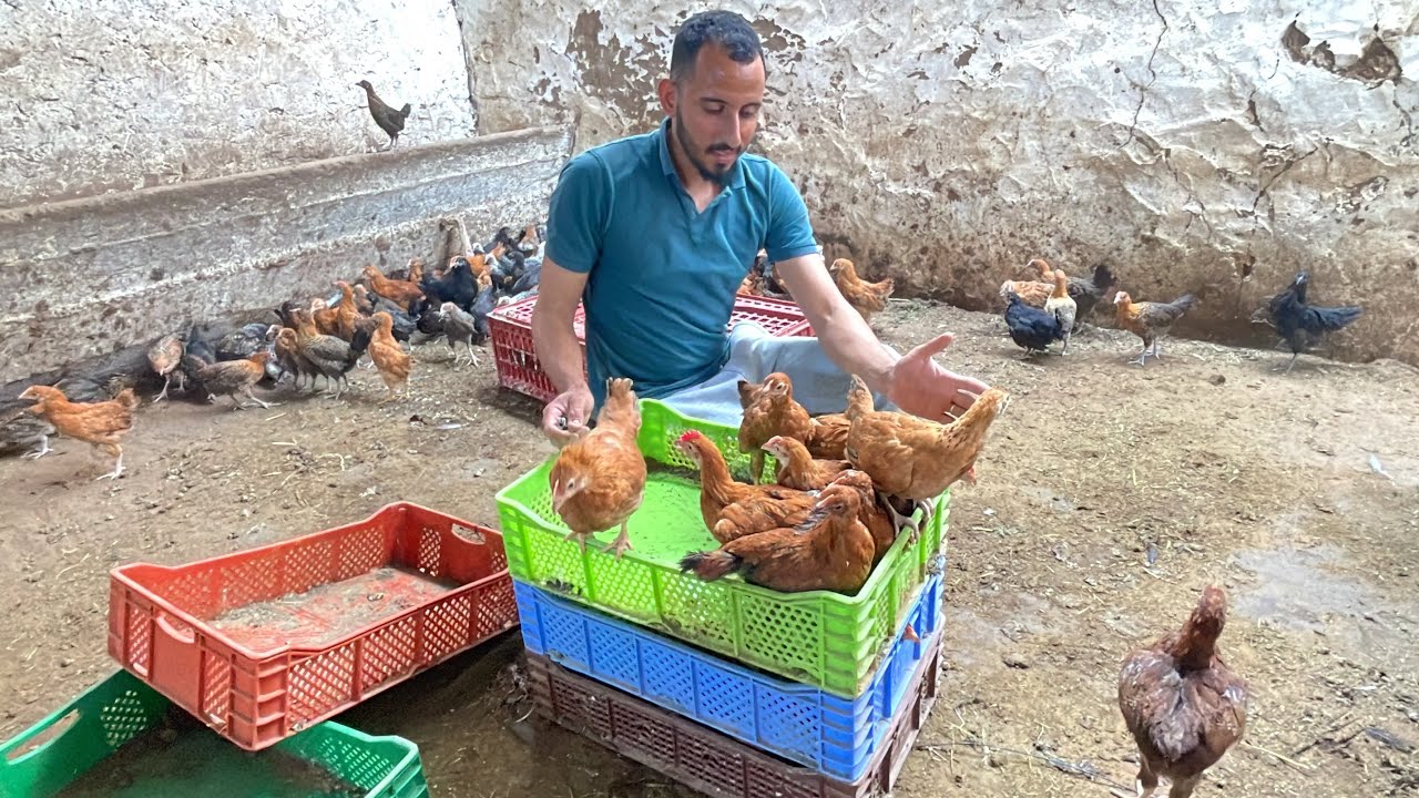 توصيل طلبية كتاكيت دجاج الفرنسي وخليط السلالات والفيومي إلى دكالة العظمى