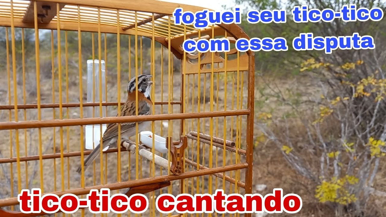 Tico-tico Cantando ao vivo!