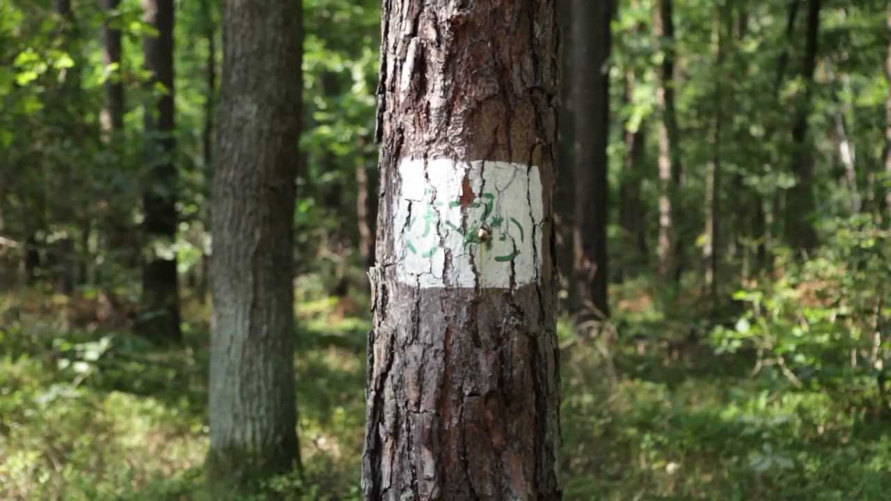 Lubartów Gmina - film promocyjny