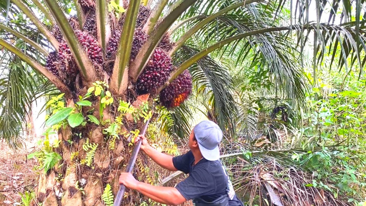 LUAR BIASA.! PANEN SAWIT GANDOLEO MEMANG MANTAP