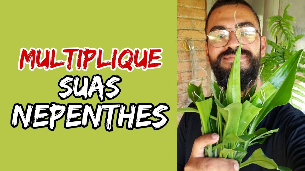 Como fazer estacas de nepenthes.