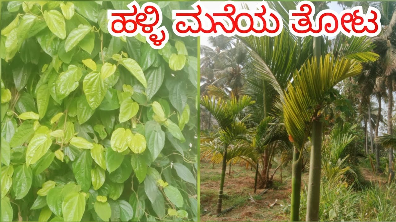 # ನಮ್ಮ ಹಳ್ಳಿ ತೋಟದಲ್ಲಿ ಬೆಳೆದಿರುವ ವಿಳೆದೆಲೆ   ಅಡಿಕೆ ತೆಂಗು ಮಾವು ಹಳಸಿನ ಮರ ನಮ್ಮ ತೋಟದಲ್ಲಿ ಬೆಳೆದಿರುವುದು 