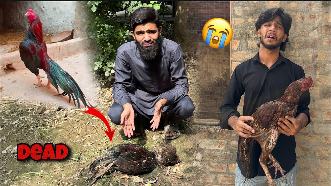King hmy choor gya 😭💔 || DSP😡🤬