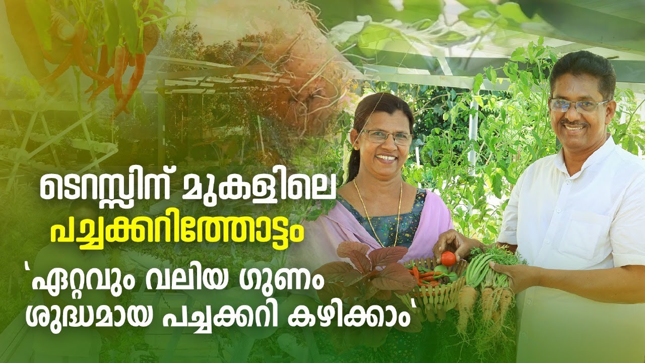 ടെറസ്സിലെ പച്ചക്കറിത്തോട്ടം | വീട്ടിൽ തന്നെ വിഷമില്ലാത്ത പച്ചക്കറി വിളയിക്കാം | OrgaAyur