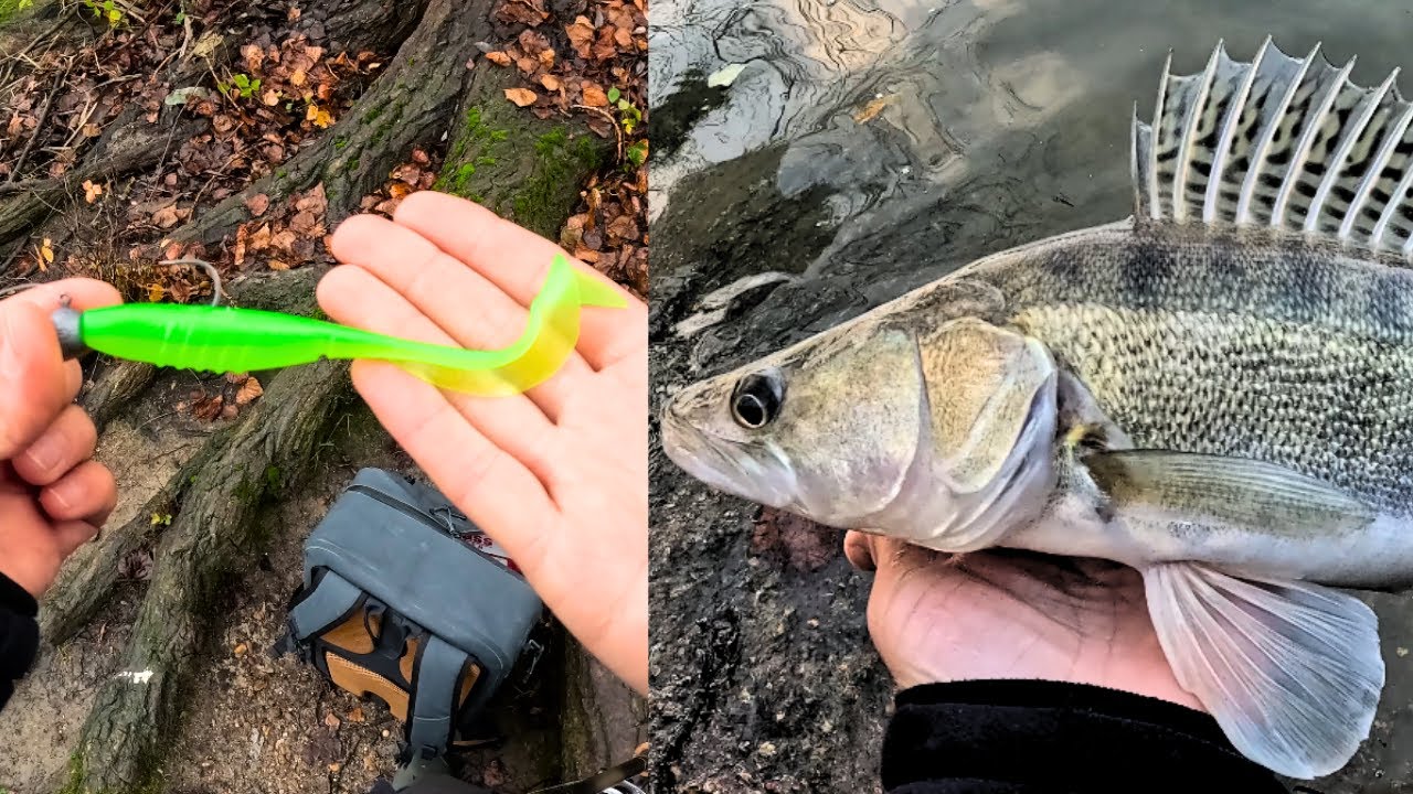 🎣UNE SESSION, UN LEURRE, 3 ESPÈCES VALIDÉES !🔥 (X Layer CURLY)