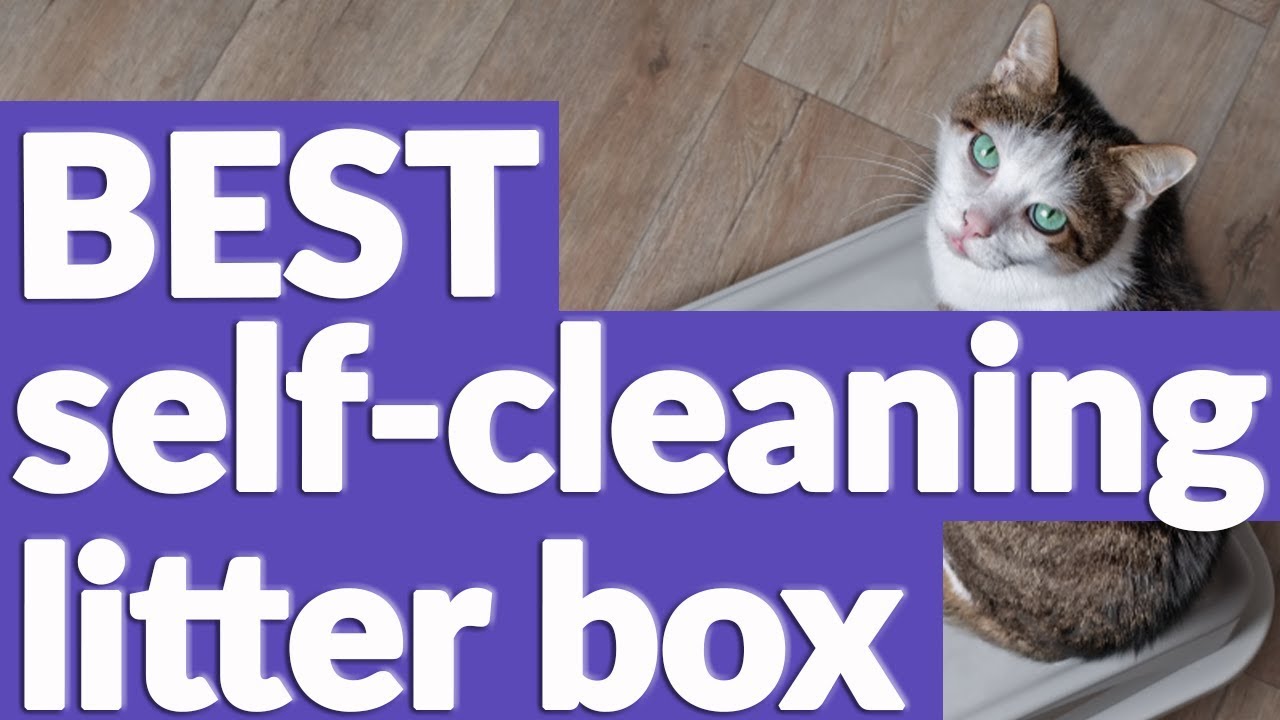 Best Self Cleaning Litter Box in 2021 | 9 TOP RATED Self Cleaning Litter Boxes