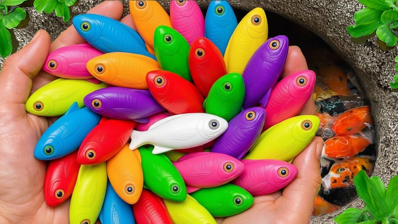 Catch beautiful aquarium fish in small pond: baby turtles, eel, koi, pencil fish, nemo fish, guppies