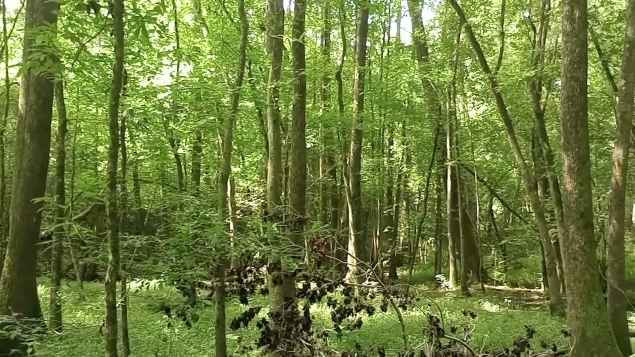 nature appreciation.