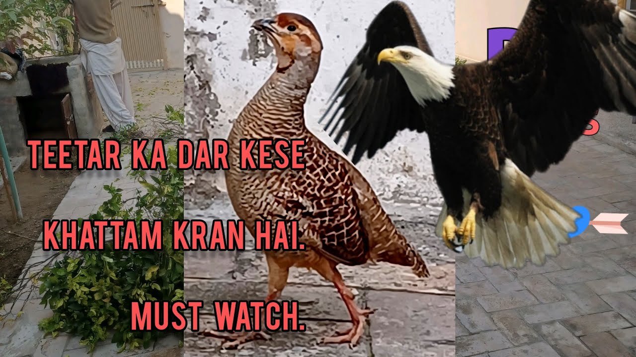 Teetar ka Dar kese khatam kren. @BirdsLovers99