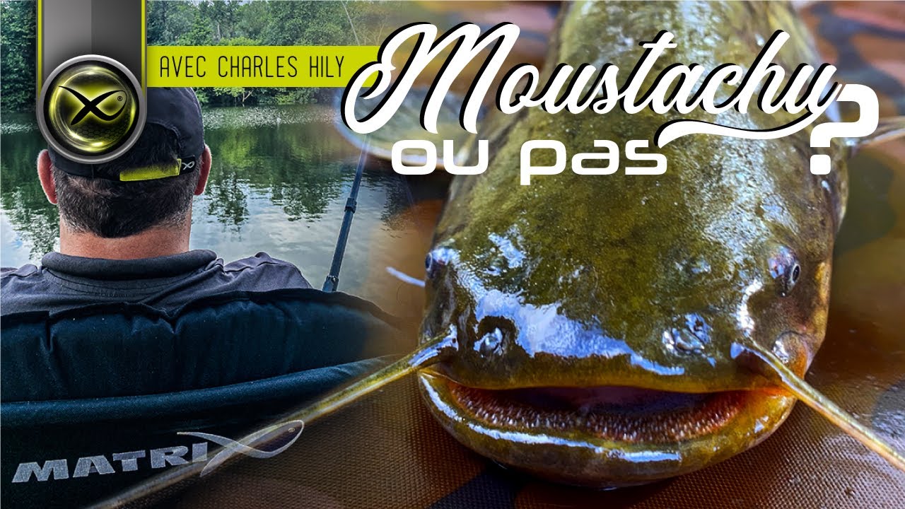 Moustachu ou pas? P&ecirc;che du silure au feeder en rivi&egrave;re - Charles Hily - Matrix Fishing TV France