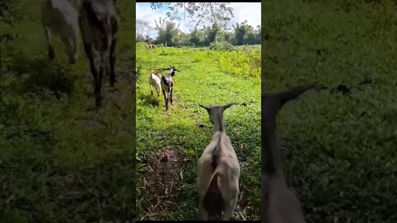 Goat Farming #buhay probinsya #farming