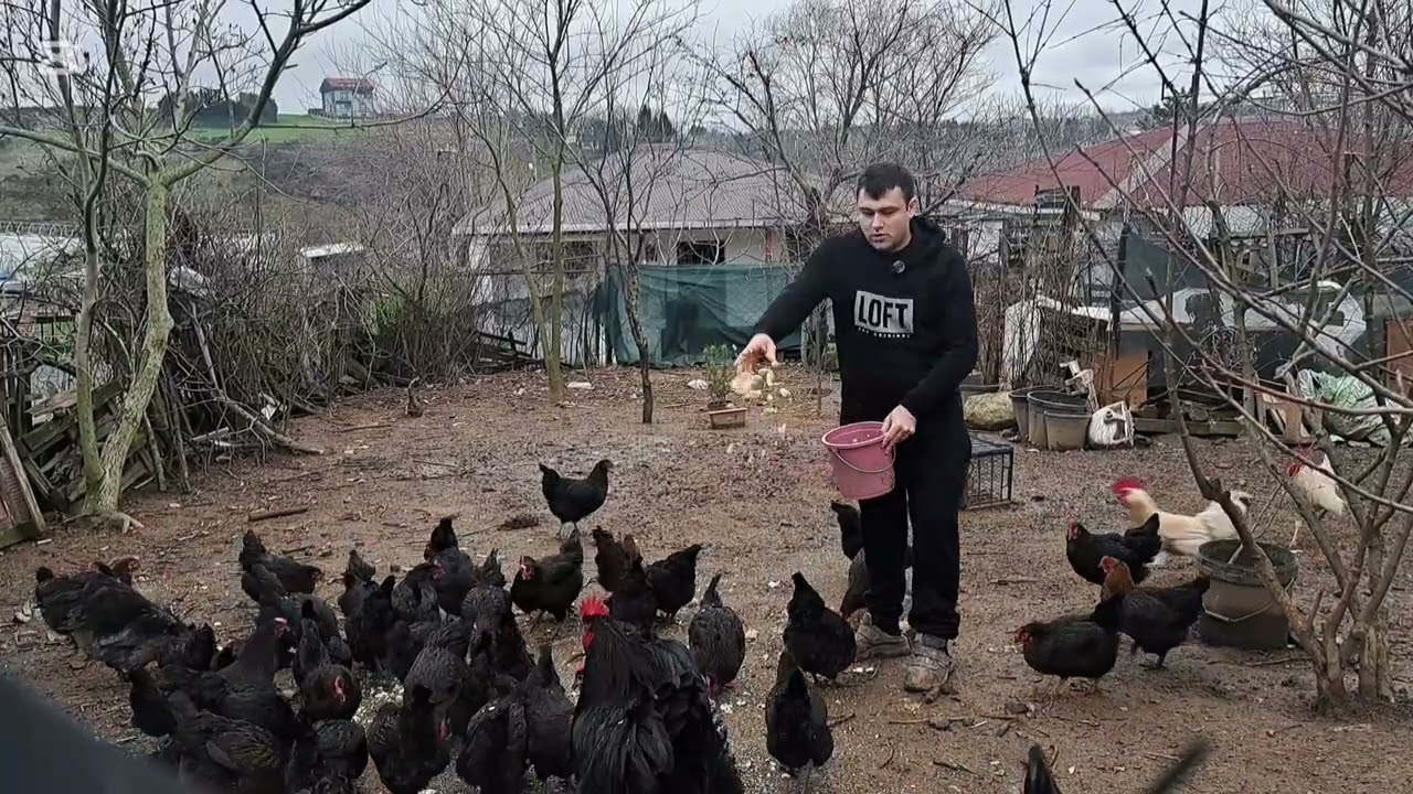 HASTALIK DURUMUNU ATLATIK TAVUKLARIMIZ İYİ DURUMDA