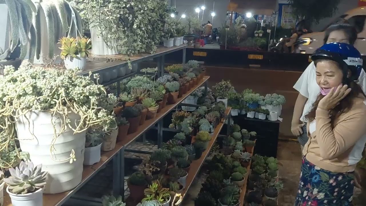 Cây Hồ Ly Lạ Quá! Nhìn Như Đuôi Chồn Rủ Xuống Đất
