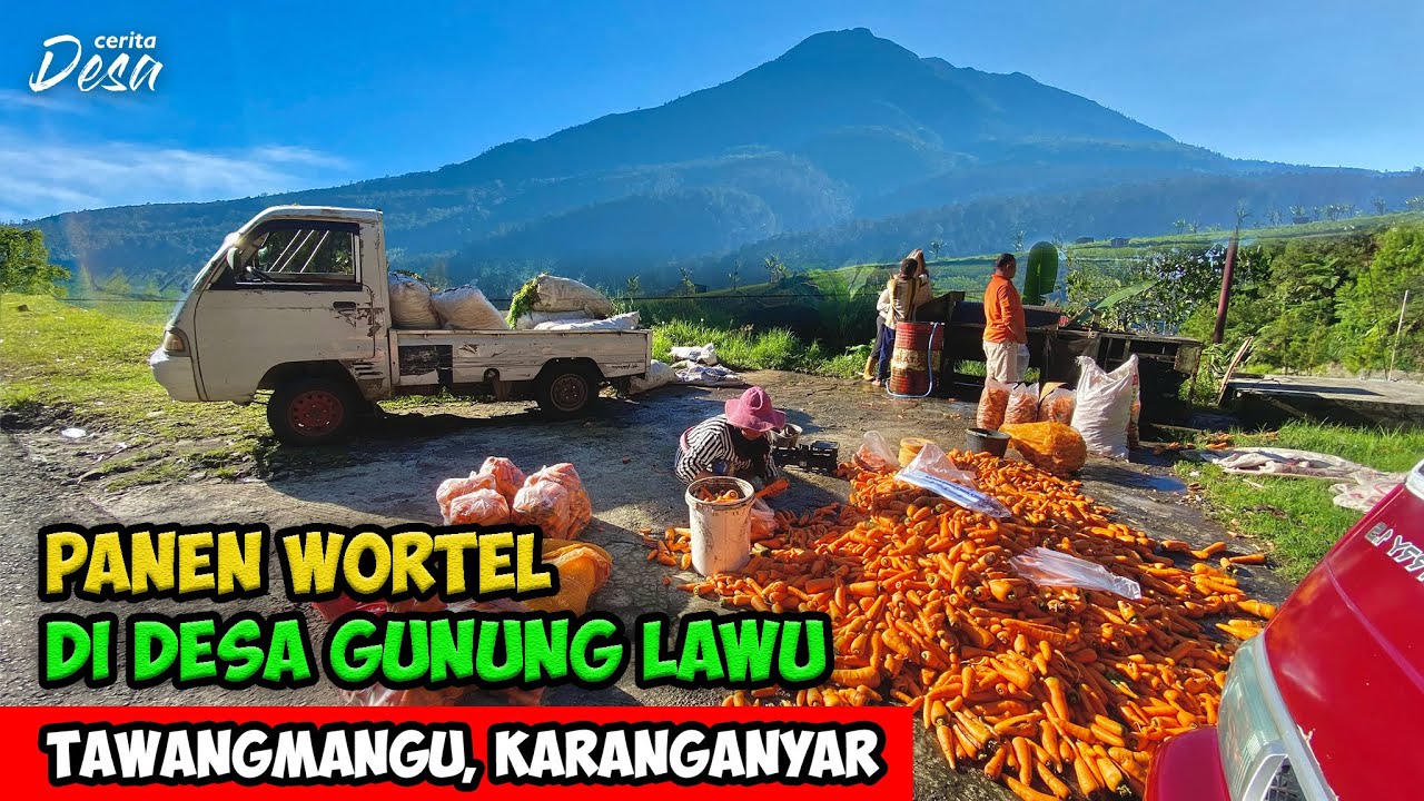 SUASANA PAGI DI DESA TERTINGGI LERENG GUNUNG LAWU - Cerita Desa Gondosuli, Tawangmangu, Karanganyar