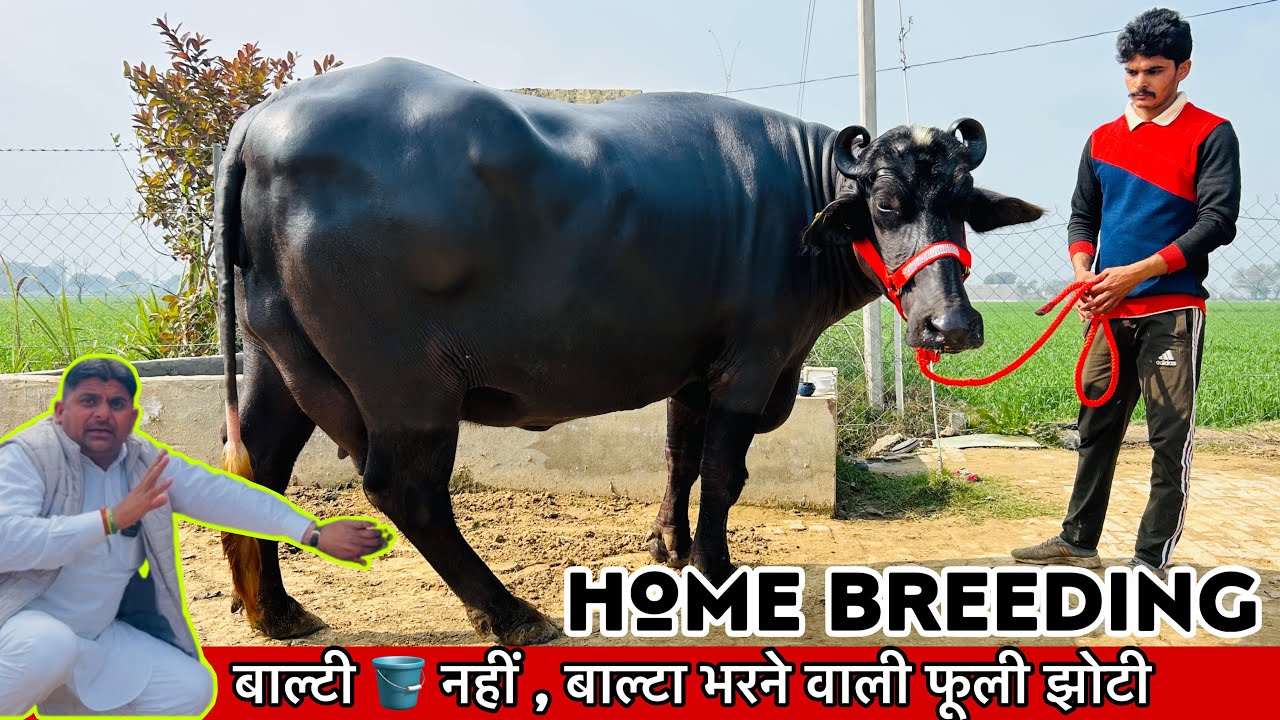 मेरी झोटी फूली बेसक हो, पर दूध का बाल्टा पूरा भरेगी , शानदार 👌 फूली झोटी सेल के लिए || Top Jhoti 