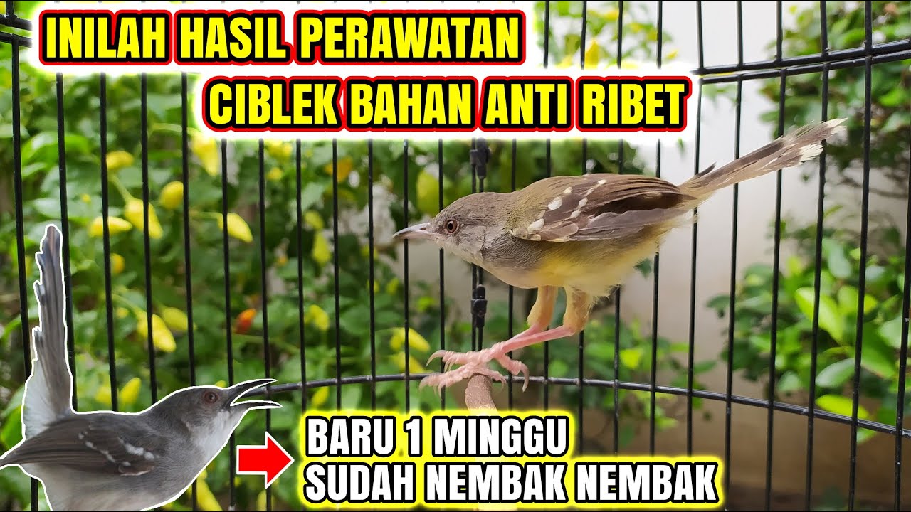 UPDATE CIBLEK BAHAN HASIL PERAWATAN ANTI RIBET❗5 HARI SUDAH KELUAR TEMBAKANYA❗