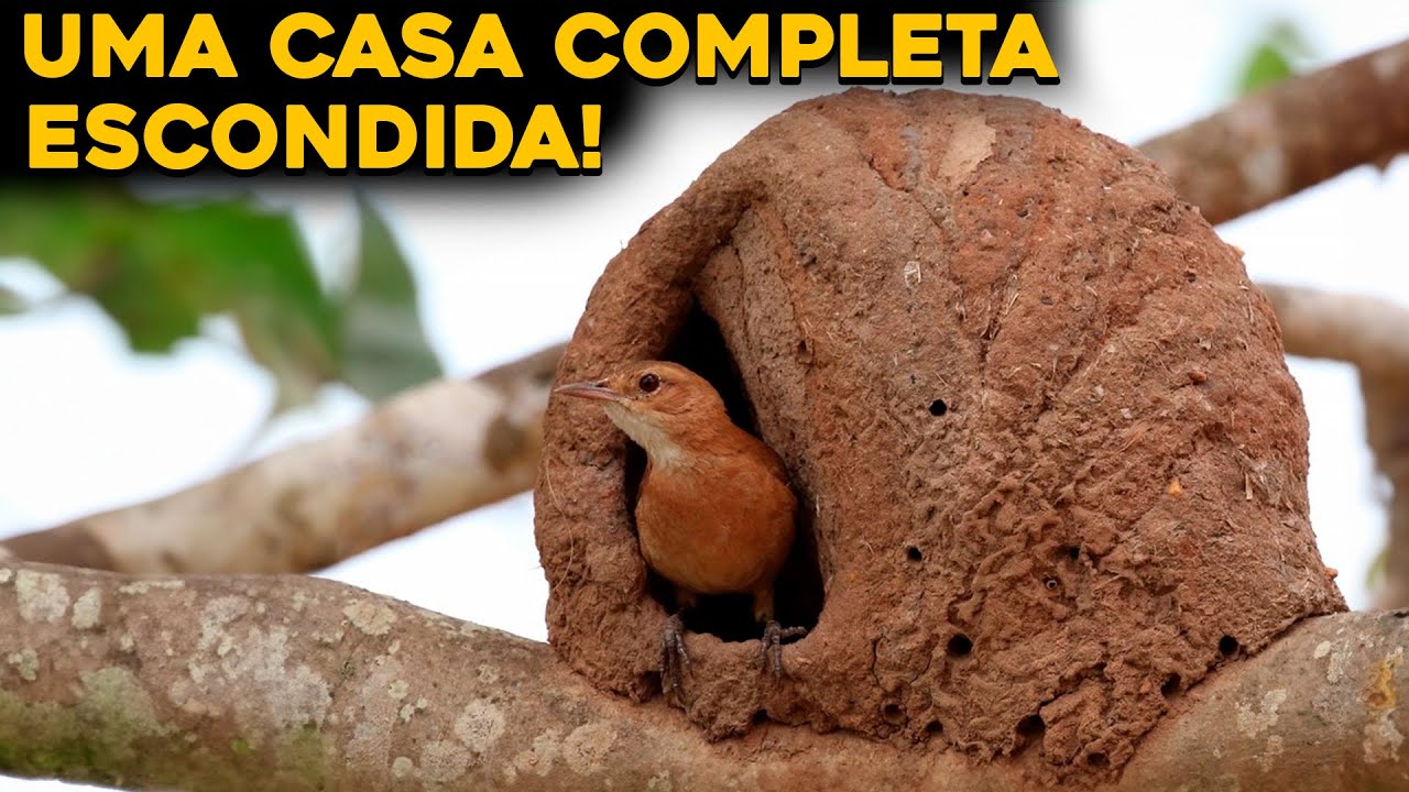 COMO É POR DENTRO DO NINHO DO JOÃO-DE-BARRO? INACREDITÁVEL!
