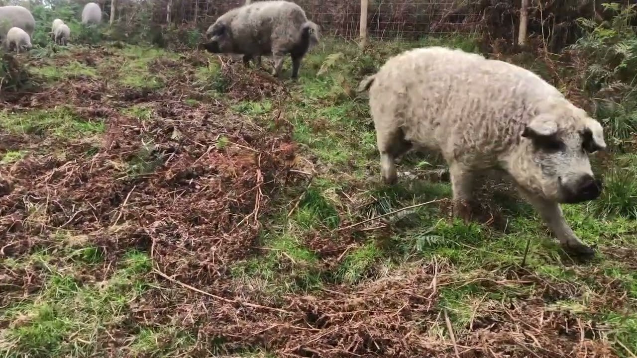 This area of bracken has been managed by the pigs free will, only encouraged to the area with food.