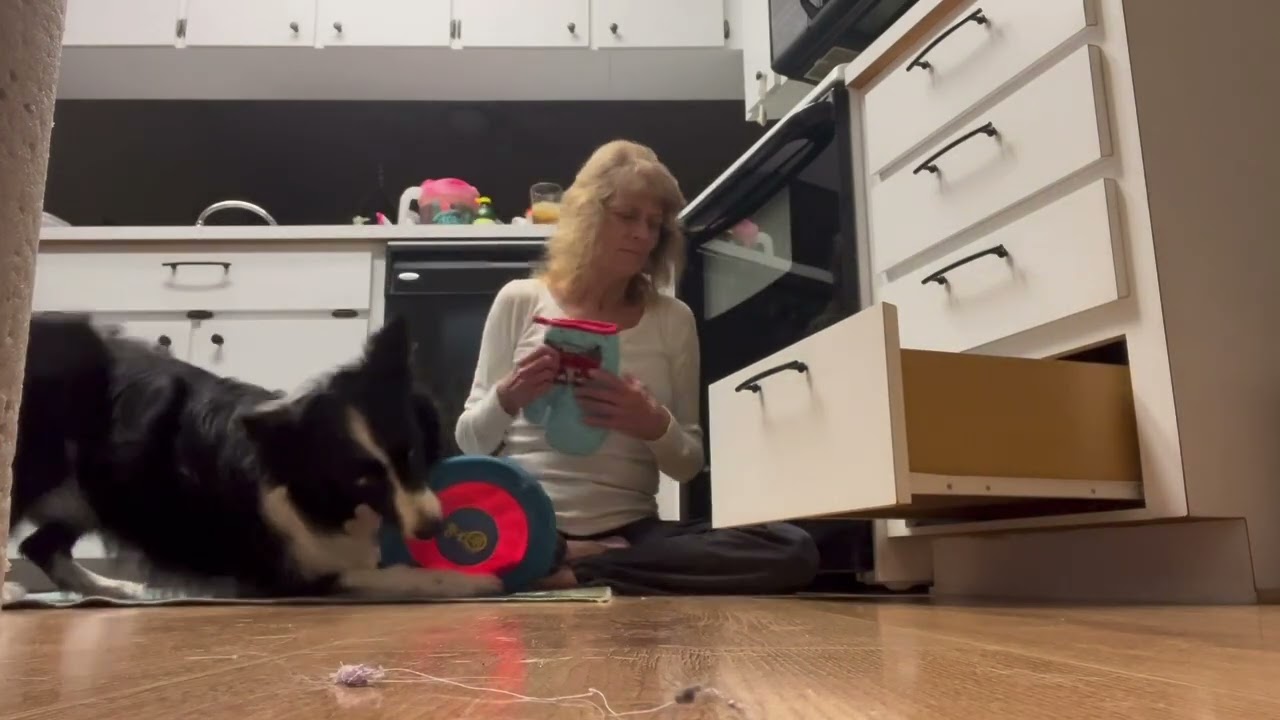 Lily’s 2025 ITDC Task 4 - Masterchef K9 Challenge submission 